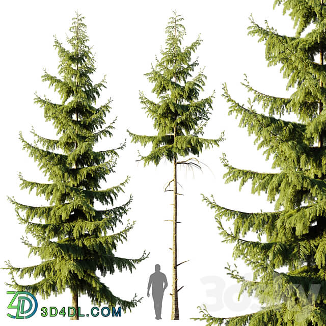 Pine Spruce 3D Models