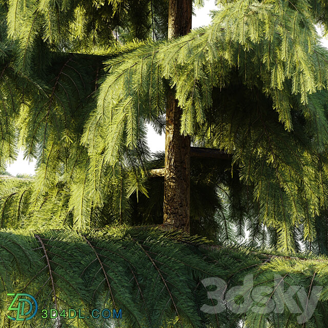 Pine Spruce 3D Models