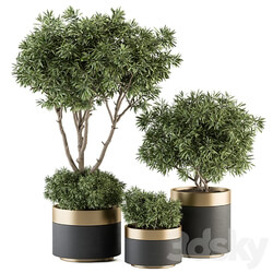 indoor Plant Set 361 Tree and Plant Set in pot 3D Models 