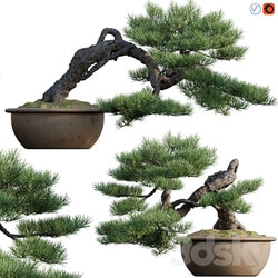 Pine bonsai 03 3D Models 