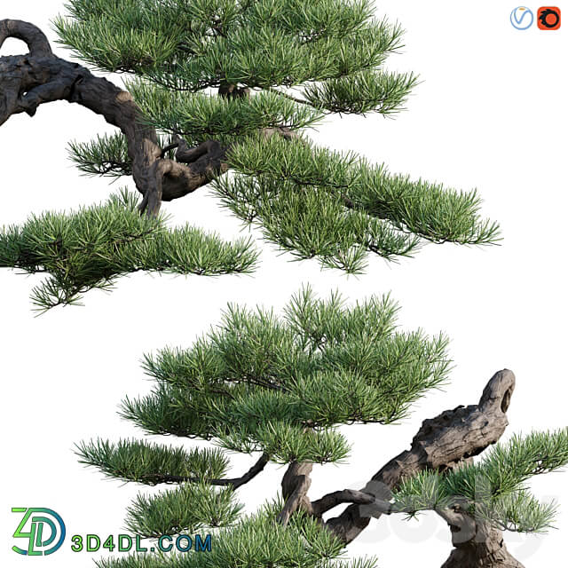 Pine bonsai 03 3D Models