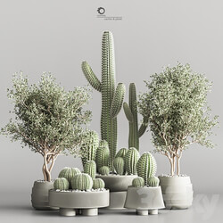 Cactus plant vol 01 3D Models 