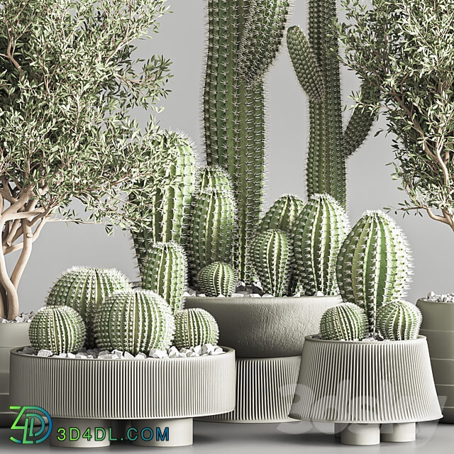 Cactus plant vol 01 3D Models