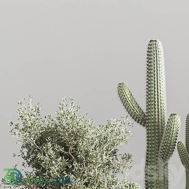 Cactus plant vol 01 3D Models