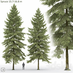 Spruce 3D Models 