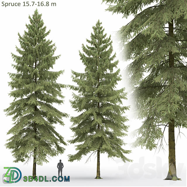 Spruce 3D Models