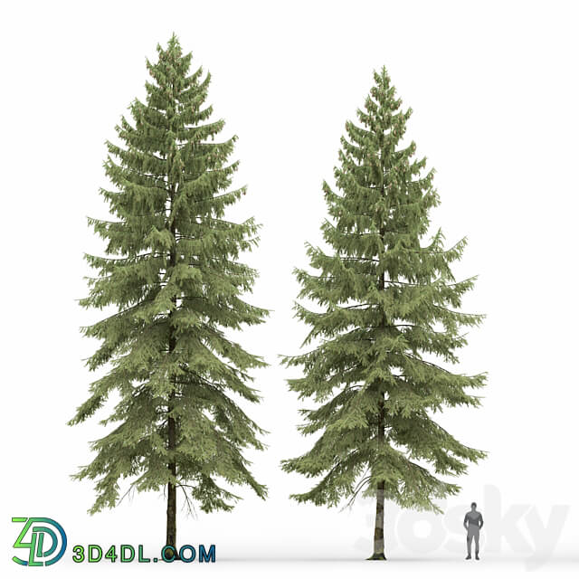 Spruce 3D Models