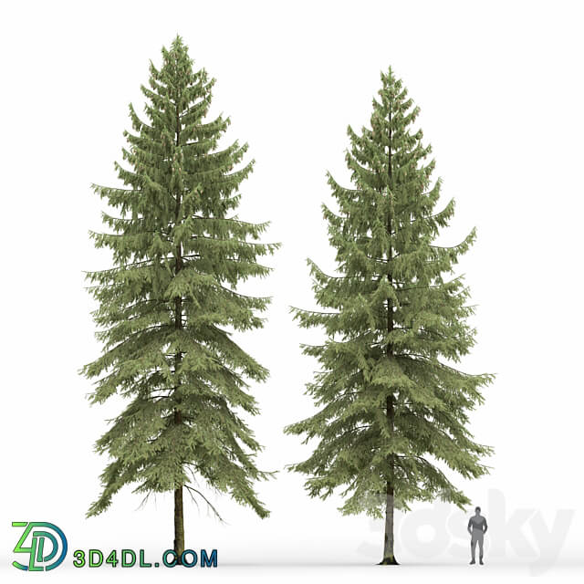 Spruce 3D Models