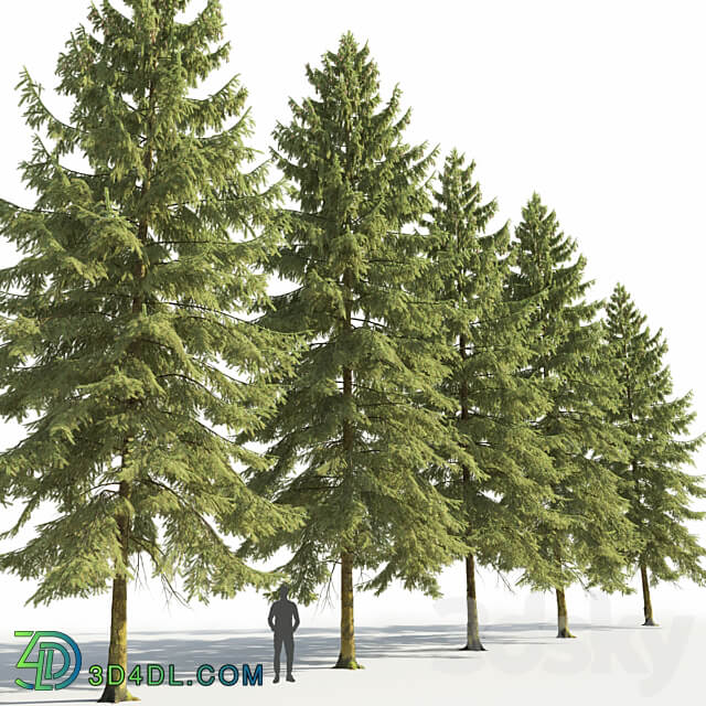 Spruce 3D Models