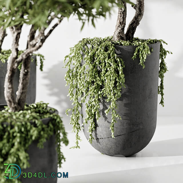 indoor plant 3D Models
