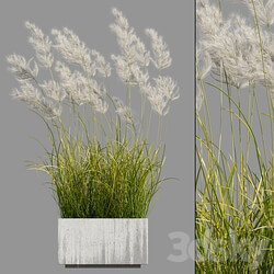 pampas grass 3 3D Models 