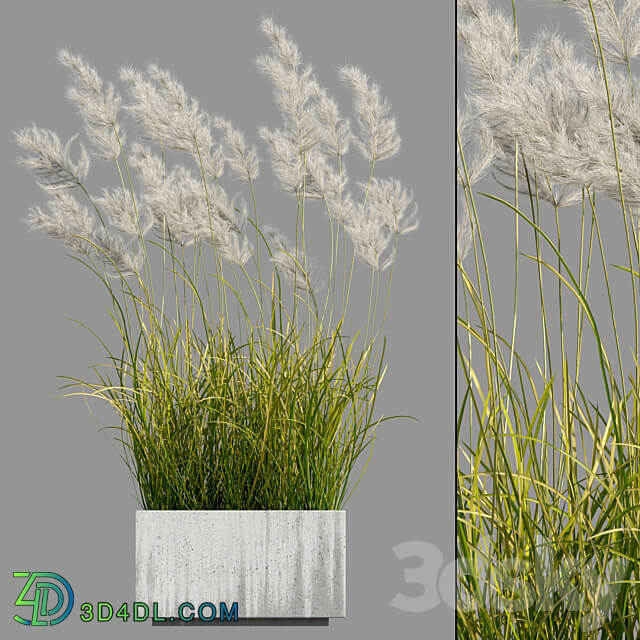 pampas grass 3 3D Models