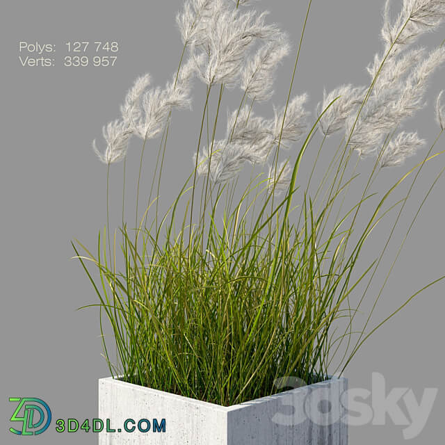 pampas grass 3 3D Models
