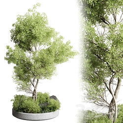 Collection outdoor indoor 85 pot plant tree bush 3D Models 