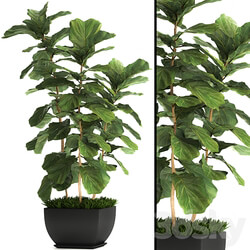 Ficus lyrata. 4. decorative office bush tree office plant pot 3D Models 