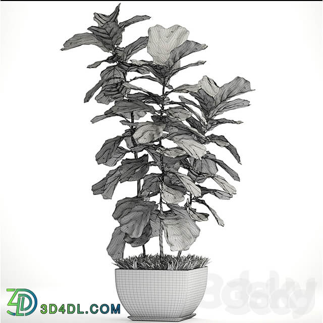 Ficus lyrata. 4. decorative office bush tree office plant pot 3D Models