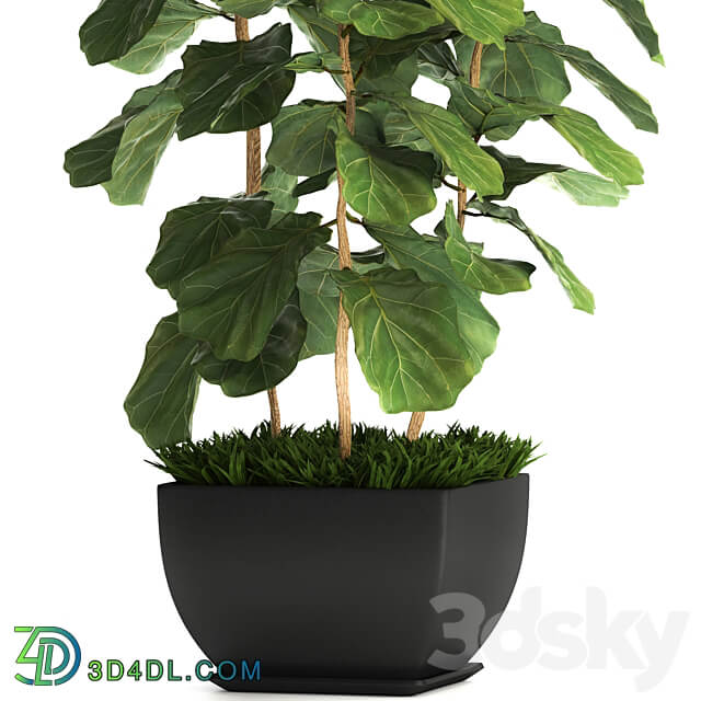 Ficus lyrata. 4. decorative office bush tree office plant pot 3D Models
