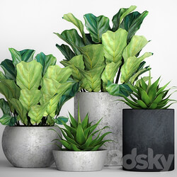 The collection of plants in pots 18. ficus lyre flower pot flowerpot concrete bush agave interior decorative lyrata 3D Models 