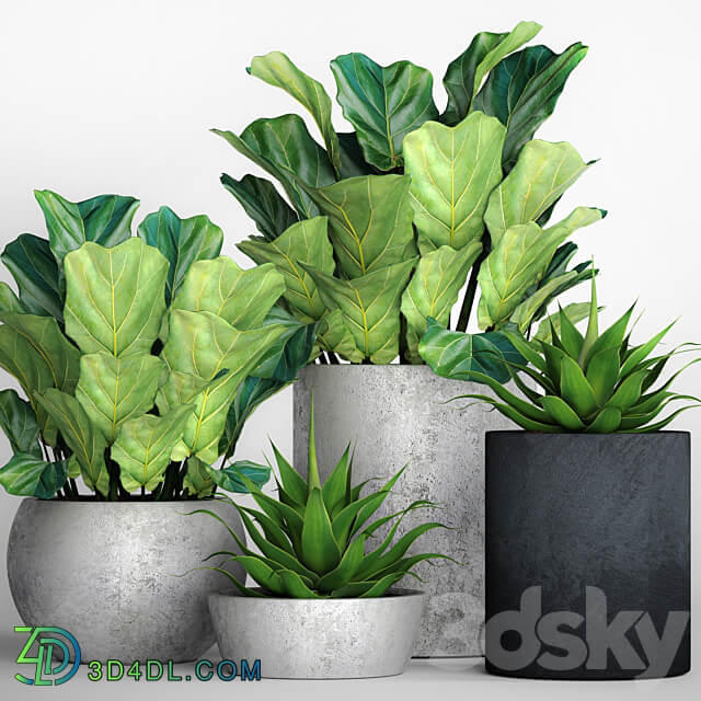 The collection of plants in pots 18. ficus lyre flower pot flowerpot concrete bush agave interior decorative lyrata 3D Models