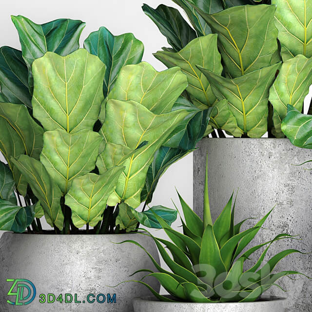 The collection of plants in pots 18. ficus lyre flower pot flowerpot concrete bush agave interior decorative lyrata 3D Models