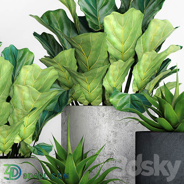 The collection of plants in pots 18. ficus lyre flower pot flowerpot concrete bush agave interior decorative lyrata 3D Models