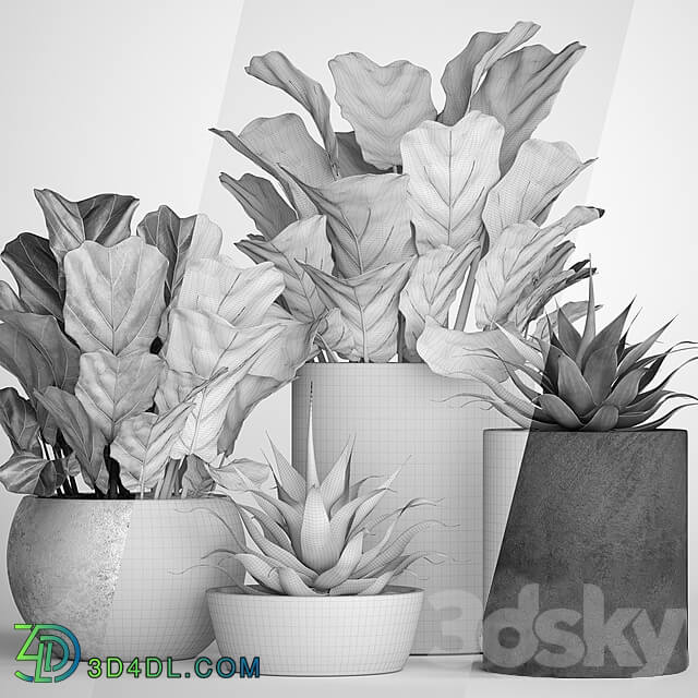 The collection of plants in pots 18. ficus lyre flower pot flowerpot concrete bush agave interior decorative lyrata 3D Models