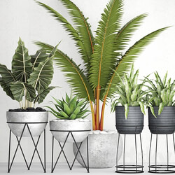 The collection of plants in pots 17. coconut palm alocasia concrete pot stand flower asplenium agave 3D Models 