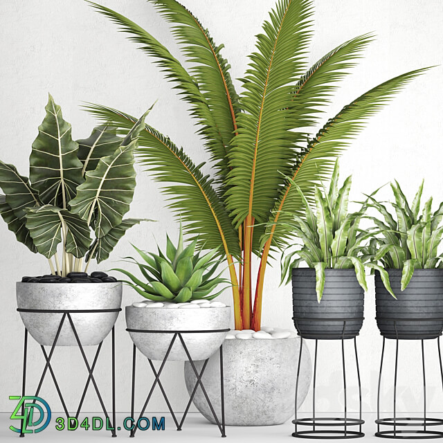 The collection of plants in pots 17. coconut palm alocasia concrete pot stand flower asplenium agave 3D Models