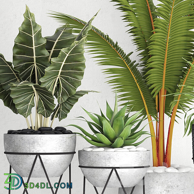 The collection of plants in pots 17. coconut palm alocasia concrete pot stand flower asplenium agave 3D Models