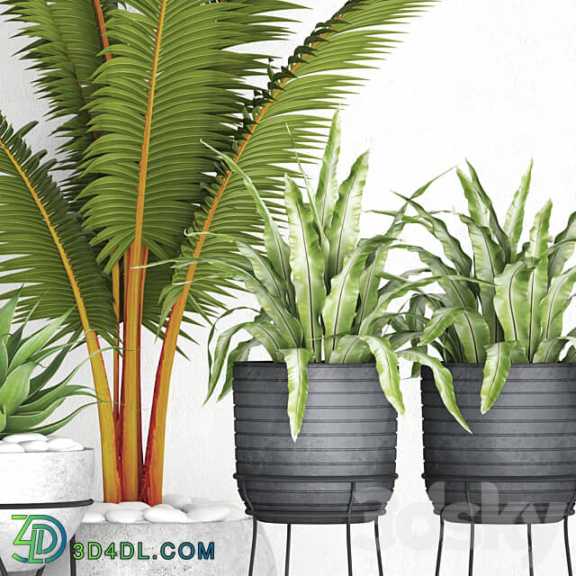 The collection of plants in pots 17. coconut palm alocasia concrete pot stand flower asplenium agave 3D Models