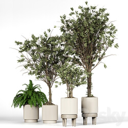 Collection plant 05 3D Models 
