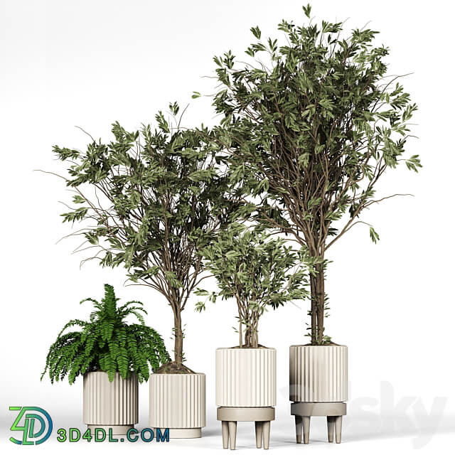 Collection plant 05 3D Models