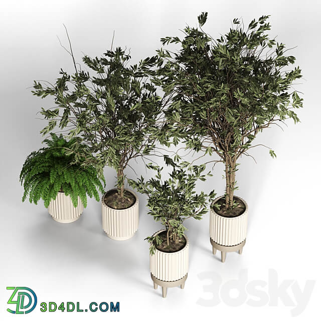 Collection plant 05 3D Models