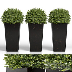 Buxus sempervirens in modern planters 3D Models 