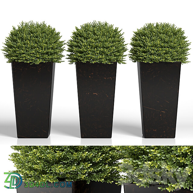 Buxus sempervirens in modern planters 3D Models