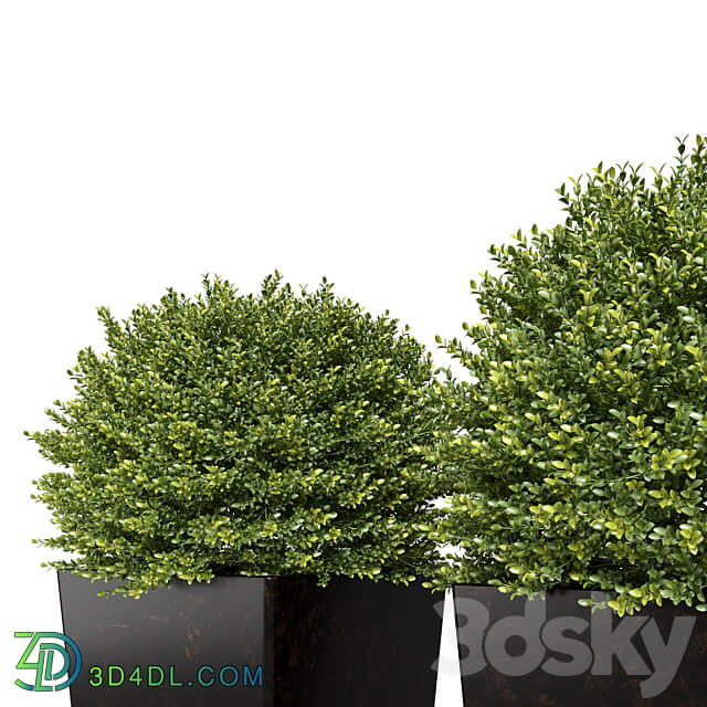 Buxus sempervirens in modern planters 3D Models