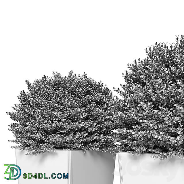 Buxus sempervirens in modern planters 3D Models