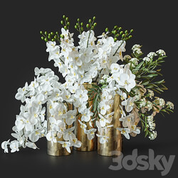 Flower Set 033 Orchids 3D Models 