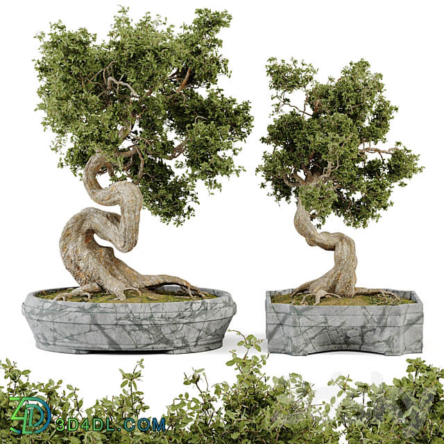 Bonsai Set Vol.01 3D Models