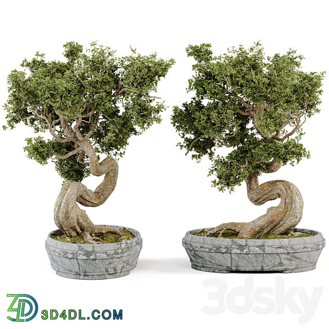 Bonsai Set Vol.01 3D Models