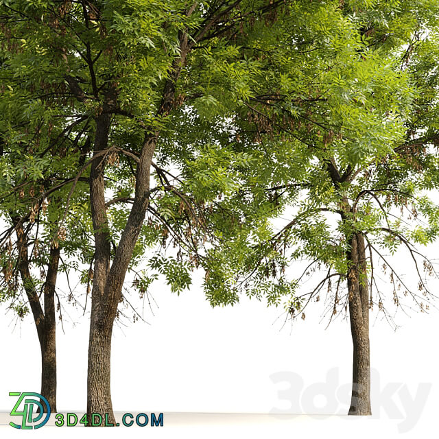 Ash tree Fraxinus 7 3D Models