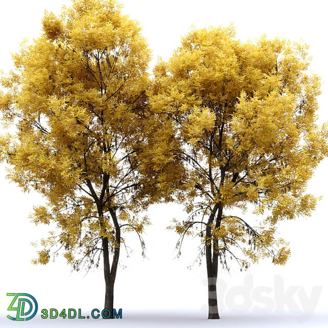 Ash tree Fraxinus 7 3D Models