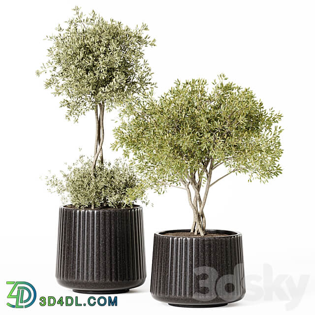 Indoor Plant Set 019 3D Models