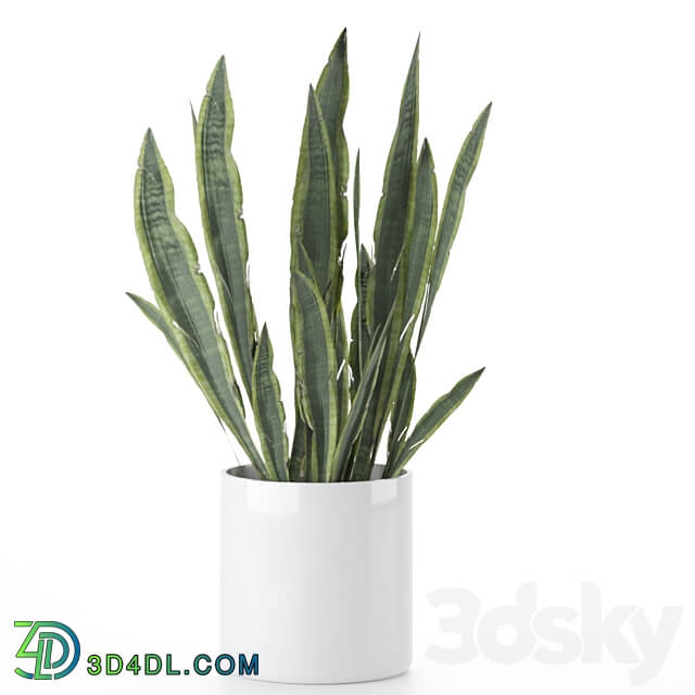 Plant Set 001 3D Models