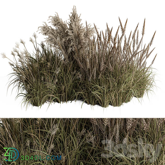 Pampas Plant Bush Set 96 3D Models