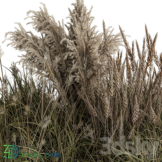 Pampas Plant Bush Set 96 3D Models