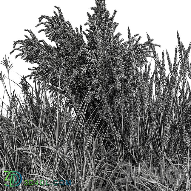 Pampas Plant Bush Set 96 3D Models