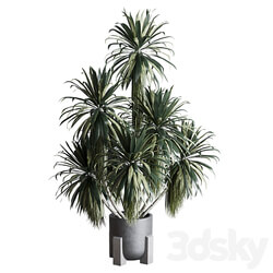palm plant in concrete dirt vase Indoor plant 275 3D Models 