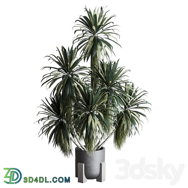 palm plant in concrete dirt vase Indoor plant 275 3D Models