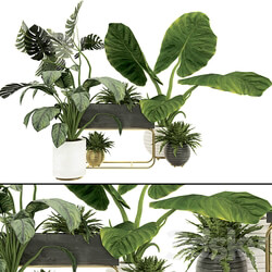 Plant Collection Set 07 3D Models 